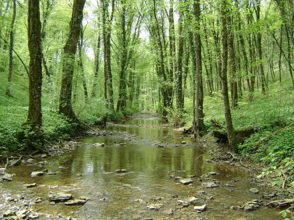 Une image contenant arbre, extérieur, plante, forêt

Description générée automatiquement