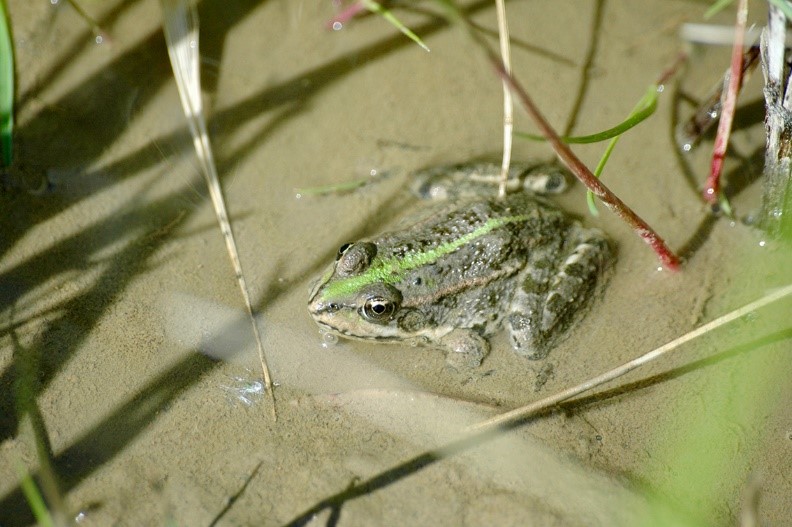 Une image contenant grenouille

Description générée automatiquement