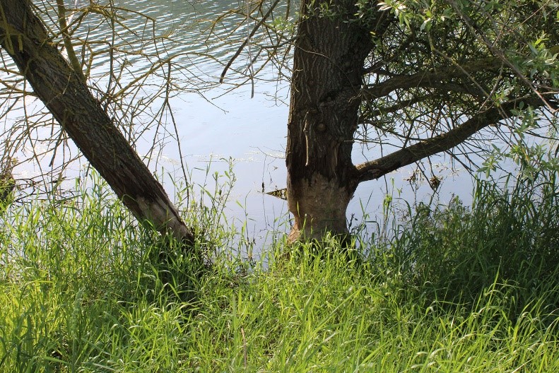 Une image contenant arbre, extérieur, herbe, debout

Description générée automatiquement