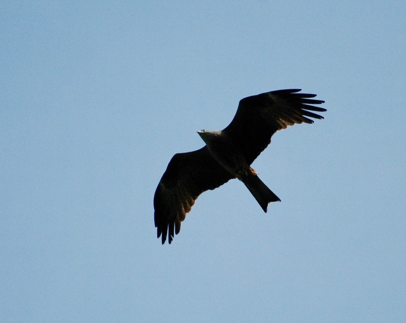 Une image contenant oiseau, extérieur, ciel, volant

Description générée automatiquement