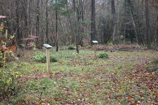 Une image contenant herbe, arbre, extérieur, forêt

Description générée automatiquement